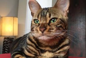 Alerte Disparition Chat  Femelle , 8 ans Nendaz Suisse