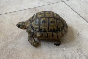 Alerte Découverte Tortue Inconnu Coinsins Suisse