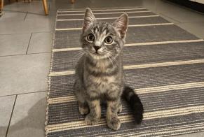 Alerte Disparition Chat Femelle , 1 ans Gibloux Suisse