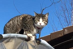Alerte Disparition Chat Femelle , 6 ans La Brillaz Suisse