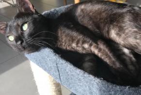 Alerte Disparition Chat Mâle , 5 ans Romont Suisse