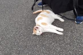 Alerte Découverte Chat croisement Femelle , 7 ans Montpreveyres Suisse