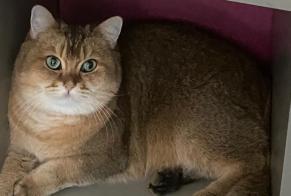Alerte Disparition Chat  Mâle , 4 ans Prangins Suisse