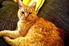 Alerte Disparition Chat Mâle , 7 ans Bois-d'Amont Suisse