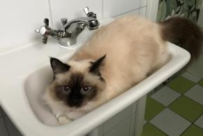Alerte Disparition Chat  Femelle , 1 ans Petit-Val Suisse