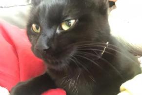 Alerte Disparition Chat Femelle , 1 ans Pregny-Chambésy Suisse