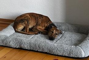 Alerte Disparition Chien croisement Mâle , 1 ans Leysin Suisse