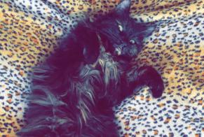 Alerte Disparition Chat Femelle , 8 ans Estavayer Suisse