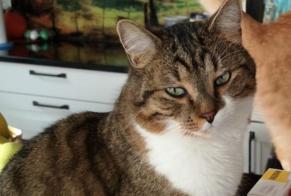 Alerte Disparition Chat Mâle , 2 ans Crémines Suisse
