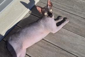 Alerte Disparition Chat  Femelle , 1 ans Crémines Suisse