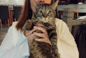 Alerte Découverte Chat  Femelle , Entre 9 et 12 mois St Blaise Suisse
