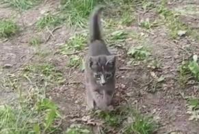 Alerte Disparition Chat croisement Femelle , 0 ans Sierre Suisse