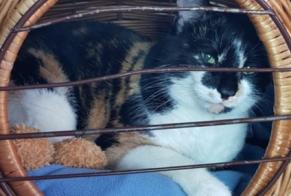 Alerte Disparition Chat Femelle , 8 ans Haute-Sorne Suisse