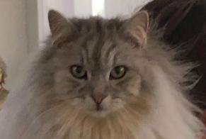 Alerte Disparition Chat  Mâle , 4 ans Courtepin Suisse