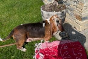 Alerte Disparition Chien  Mâle , 7 ans Crans-Montana Suisse
