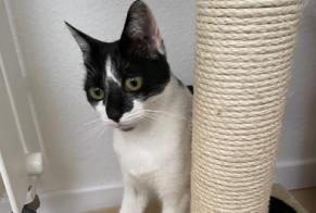 Alerte Disparition Chat Femelle , 4 ans La Grande Béroche Suisse