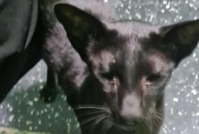 Alerte Découverte Chat  Inconnu Onex Suisse
