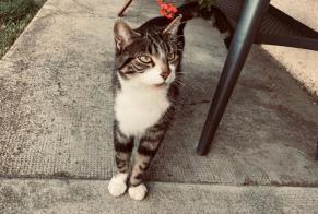 Alerte Disparition Chat croisement Mâle , 6 ans Châtel-Saint-Denis Suisse