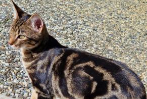 Alerte Disparition Chat Mâle , 1 ans La Chaux-de-Fonds Suisse