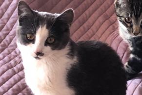 Alerte Disparition Chat Femelle , 1 ans Renan Suisse