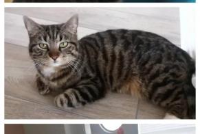 Alerte Disparition Chat Femelle , 5 ans Val-de-Travers Suisse