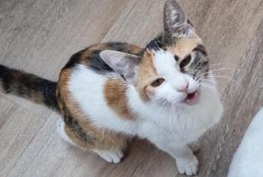 Alerte Disparition Chat Femelle , 0 ans Sierre Suisse