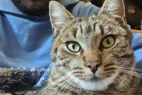Alerte Disparition Chat  Mâle , 2023 ans Anniviers Suisse