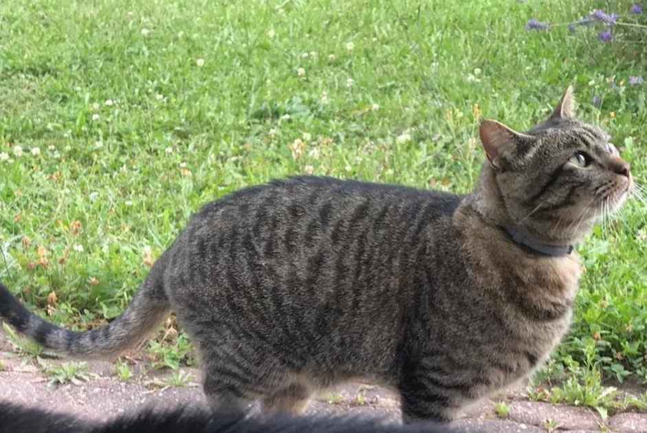 Alerte Disparition Chat croisement Mâle , 10 ans Cottens Suisse