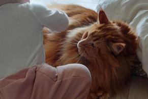 Alerte Disparition Chat  Mâle , 32 ans Port-Valais Suisse