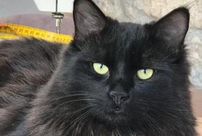 Alerte Disparition Chat croisement Mâle , 5 ans Valeyres-sous-Rances Suisse