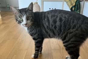 Alerte Disparition Chat  Mâle , 4 ans Salvan Suisse