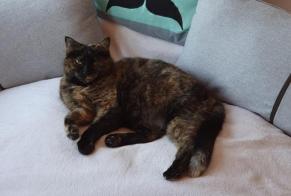 Alerte Disparition Chat Femelle , 13 ans Champagne Suisse