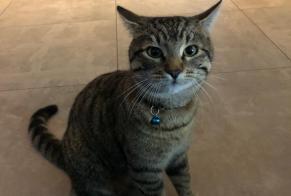 Alerte Disparition Chat Mâle , 3 ans Saint-Barthélemy Suisse