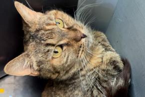 Alerte Disparition Chat Femelle , 38 ans Crans-Montana Suisse