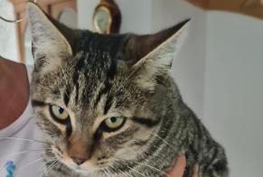 Alerte Découverte Chat croisement Mâle La Chaux-de-Fonds Suisse