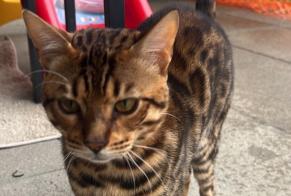 Alerte Disparition Chat  Mâle , 0 ans Poliez-Pittet Suisse