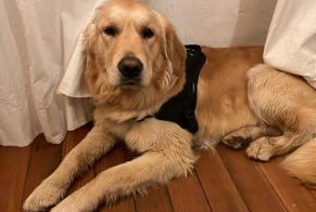 Alerte Disparition Chien  Mâle , 1 ans Vully-les-Lacs Suisse