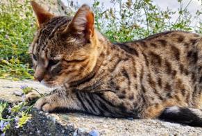 Alerte Découverte Chat Femelle Riddes Suisse