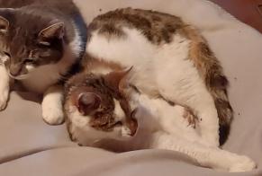 Alerte Disparition Chat Femelle , 7 ans Fully Suisse