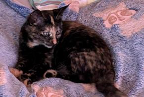 Alerte Disparition Chat Femelle , 0 ans Les Montets Suisse
