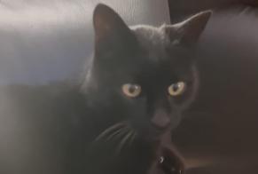 Alerte Découverte Chat Femelle Riddes Suisse