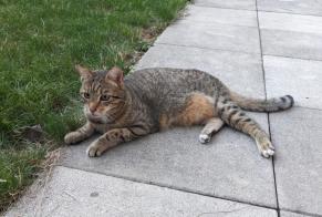 Alerte Disparition Chat Mâle , 8 ans Lonay Suisse