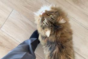 Alerte Disparition Chat  Mâle , 3 ans Fully Suisse