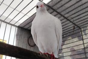 Alerte Découverte Oiseau Inconnu Neuchâtel Suisse