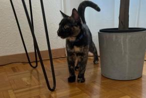 Alerte Découverte Chat Femelle Genève Suisse