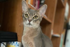 Alerte Disparition Chat  Mâle , 1 ans Lausanne Suisse