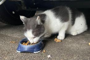 Alerte Découverte Chat croisement Inconnu Morges Suisse