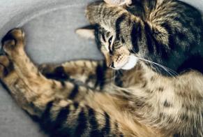 Alerte Disparition Chat croisement Mâle , 0 ans Echichens Suisse