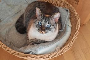Alerte Disparition Chat  Mâle , 3 ans Val de Bagnes Suisse