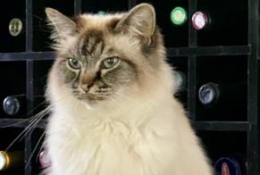 Alerte Disparition Chat  Mâle , 11 ans Thônex Suisse